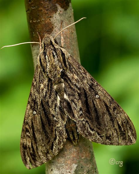 hermit moth free